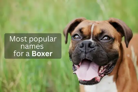 Boxer dog with text overlay 'Most popular names for a Boxer'.