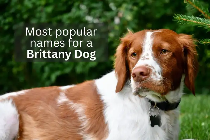 Brittany Dog with text overlay 'Most popular names for a Brittany Dog'.