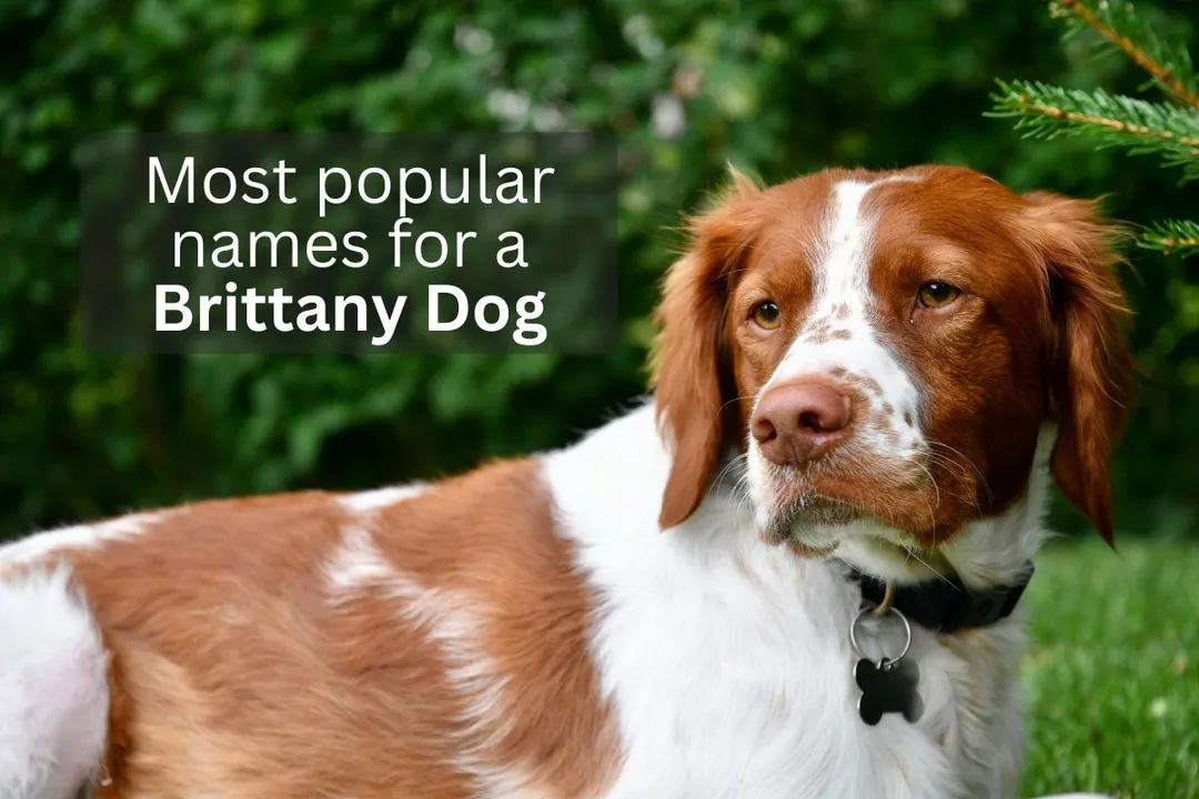 Brittany Dog with text overlay 'Most popular names for a Brittany Dog'.