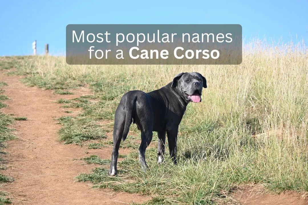 Cane Corso dog standing on a dirt path with text overlay 'Most popular names for a Cane Corso'.