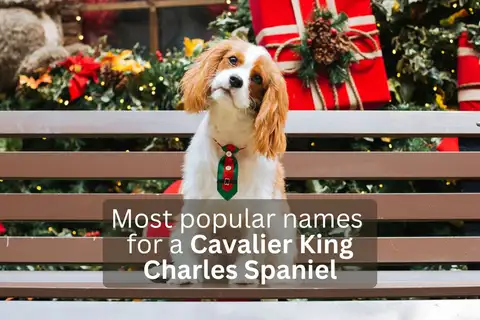 Cavalier King Charles Spaniel sitting on a bench with holiday decorations and text overlay 'Most popular names for a Cavalier King Charles Spaniel'.