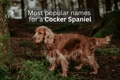 Cocker Spaniel dog in a forest setting with text overlay 'Most popular names for a Cocker Spaniel'.