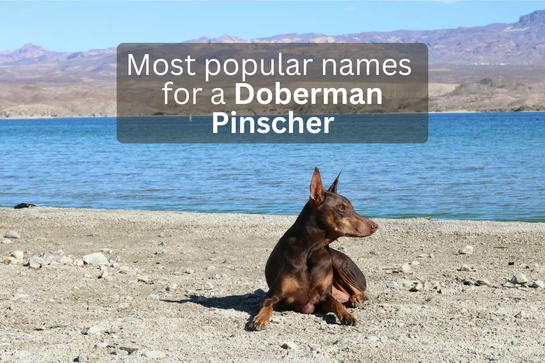 Doberman Pinscher dog lying on a beach with text overlay 'Most popular names for a Doberman Pinscher'.