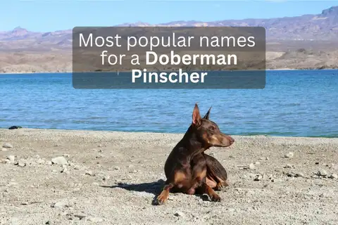 Doberman Pinscher dog lying on a beach with text overlay 'Most popular names for a Doberman Pinscher'.