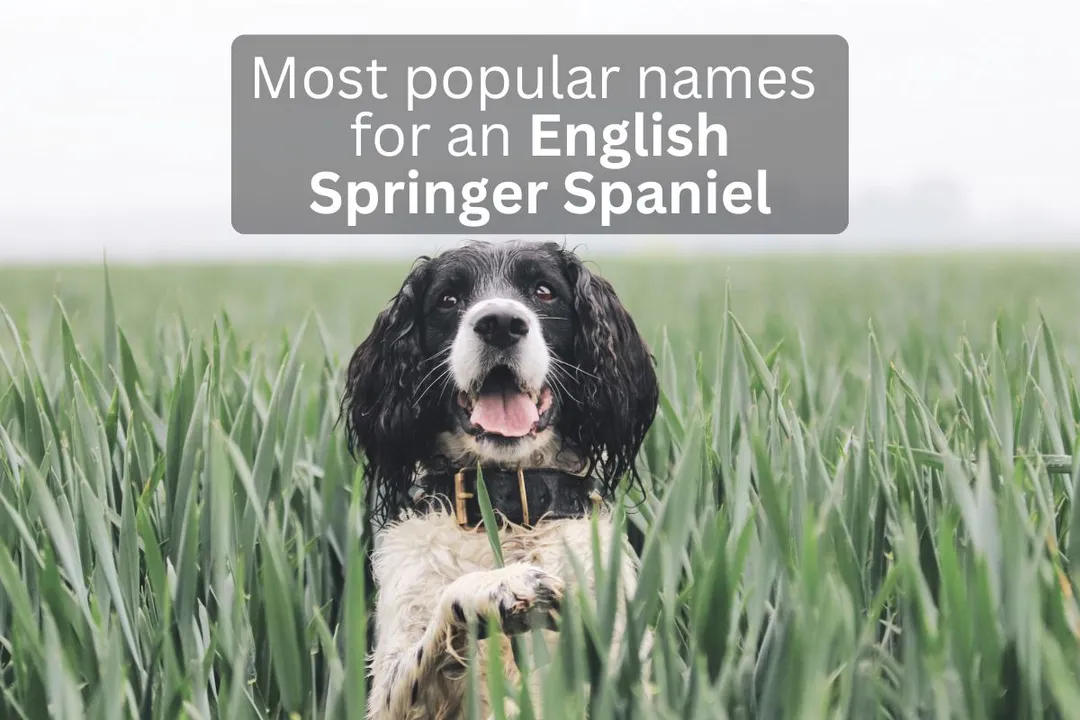 English Springer Spaniel dog in a grassy field with text overlay 'Most popular names for an English Springer Spaniel'.