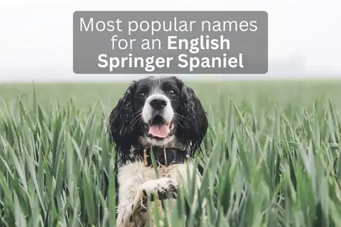 English Springer Spaniel dog in a grassy field with text overlay 'Most popular names for an English Springer Spaniel'.