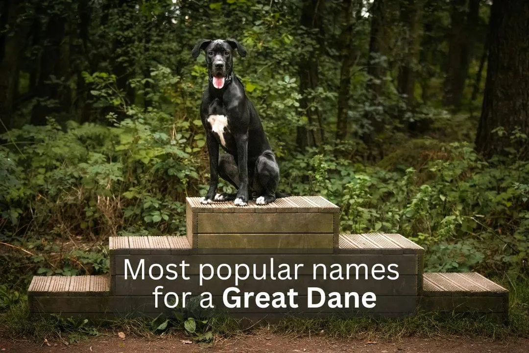 Black Great Dane sitting on wooden steps in a forested area, overlay text 'Most popular names for a Great Dane'