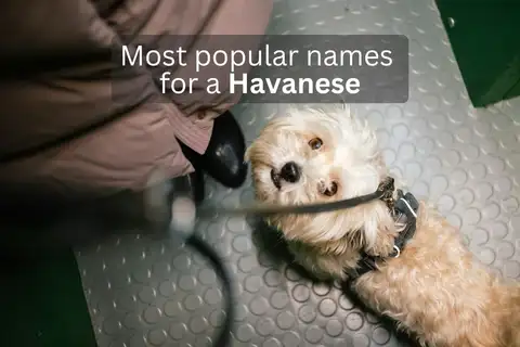 White Havanese dog looking up, with overlay text 'Most popular names for a Havanese'