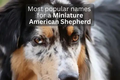 Close-up of a Miniature American Shepherd’s face, overlay text 'Most popular names for a Miniature American Shepherd'