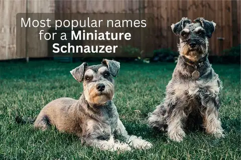 Two Miniature Schnauzers sitting on grass, overlay text 'Most popular names for a Miniature Schnauzer'