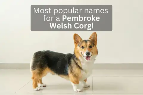 Pembroke Welsh Corgi standing indoors, overlay text 'Most popular names for a Pembroke Welsh Corgi'