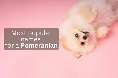 Fluffy Pomeranian lying on its back on a pink background, overlay text 'Most popular names for a Pomeranian'