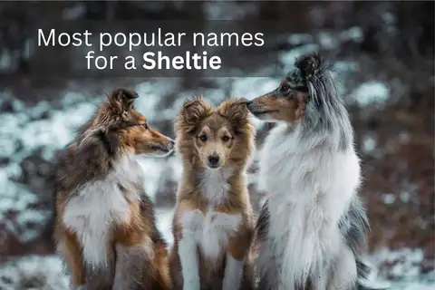 Three Shelties sitting outdoors in a snowy setting, overlay text 'Most popular names for a Sheltie'