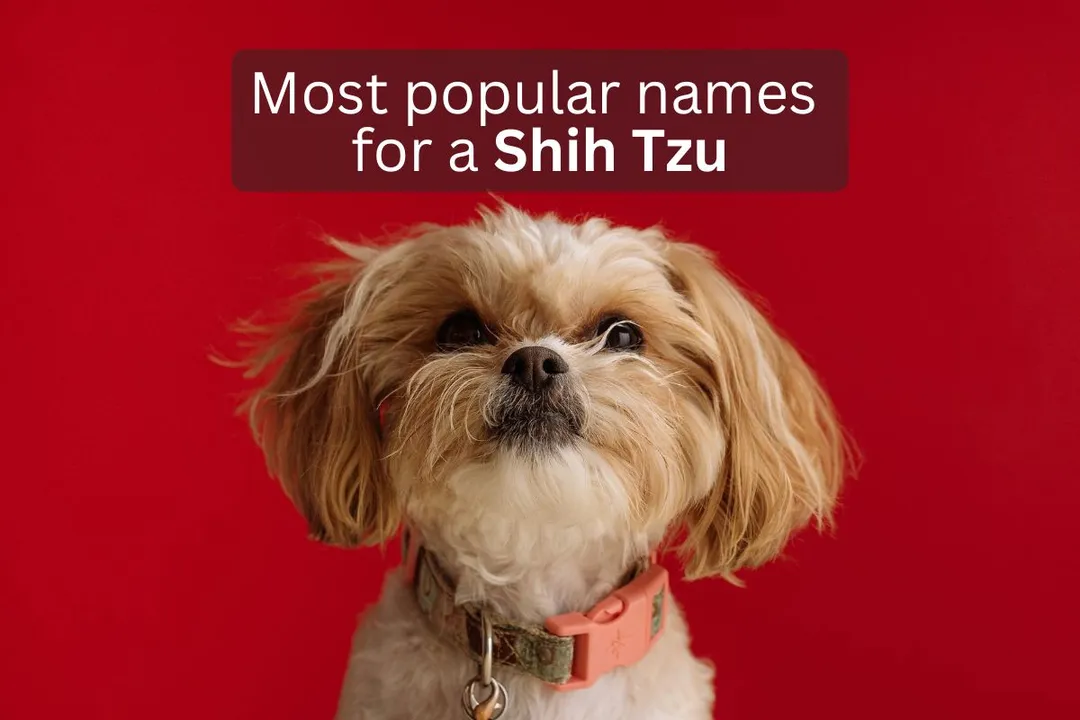 Close-up of a Shih Tzu in front of a red background, overlay text 'Most popular names for a Shih Tzu'