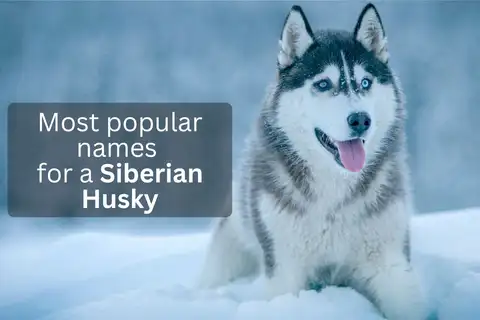 Siberian Husky sitting in the snow, overlay text 'Most popular names for a Siberian Husky'