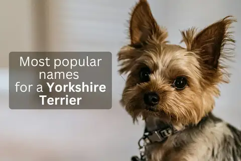 Yorkshire Terrier looking up, overlay text 'Most popular names for a Yorkshire Terrier'