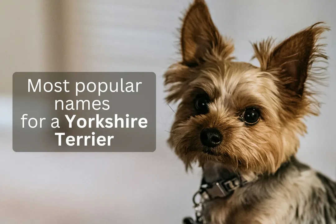 Yorkshire Terrier looking up, overlay text 'Most popular names for a Yorkshire Terrier'
