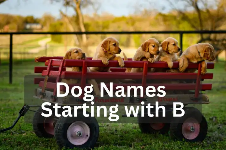 Five Golden Retriever puppies sitting in a red wagon outdoors, overlay text 'Dog Names Starting with B'
