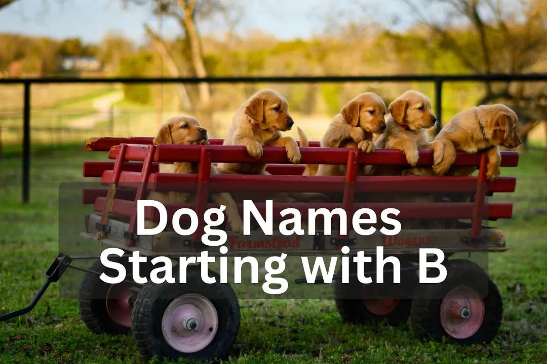Five Golden Retriever puppies sitting in a red wagon outdoors, overlay text 'Dog Names Starting with B'