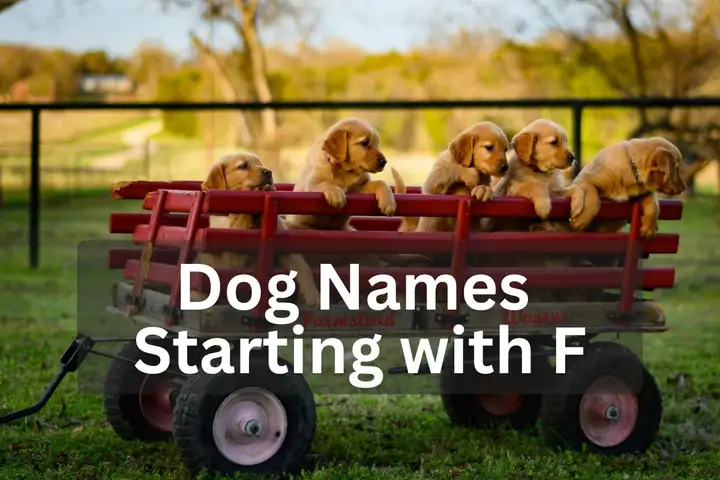 Five Golden Retriever puppies sitting in a red wagon outdoors, overlay text 'Dog Names Starting with F'