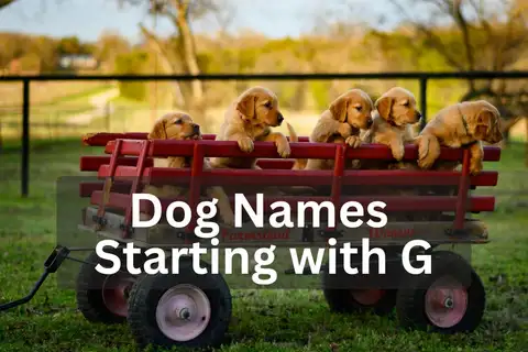 Five Golden Retriever puppies sitting in a red wagon outdoors, overlay text 'Dog Names Starting with G'