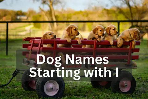 Five Golden Retriever puppies sitting in a red wagon outdoors, overlay text 'Dog Names Starting with I'