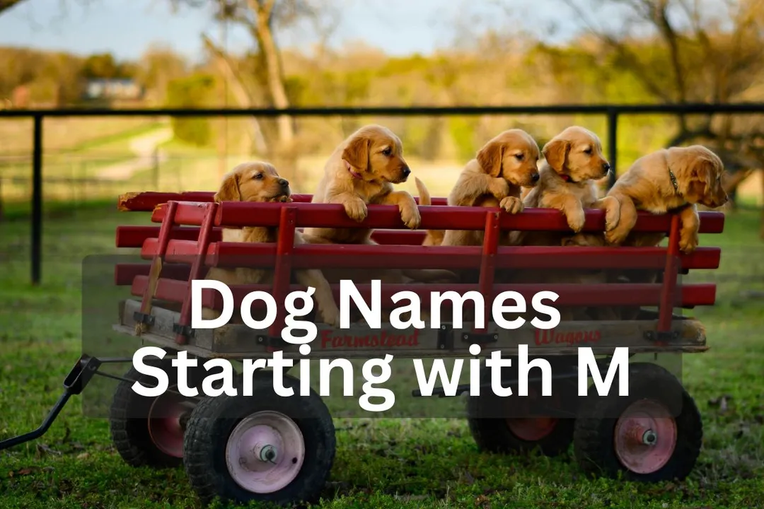Five Golden Retriever puppies sitting in a red wagon outdoors, overlay text 'Dog Names Starting with M'