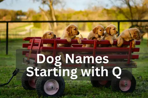 Five Golden Retriever puppies sitting in a red wagon outdoors, overlay text 'Dog Names Starting with Q'