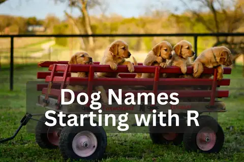 Five Golden Retriever puppies sitting in a red wagon outdoors, overlay text 'Dog Names Starting with R'