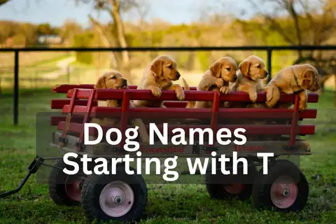 Five Golden Retriever puppies sitting in a red wagon outdoors, overlay text 'Dog Names Starting with T'