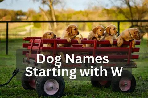 Five Golden Retriever puppies sitting in a red wagon outdoors, overlay text 'Dog Names Starting with W'