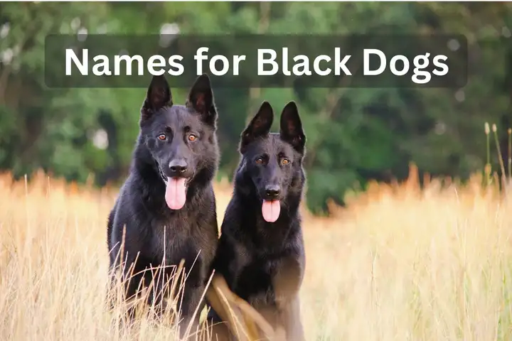 Two black German Shepherds in a field with text overlay 'Names for Black Dogs'