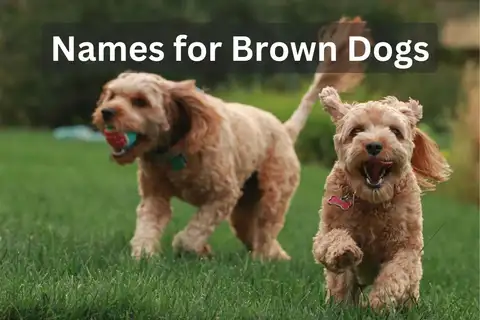 Two brown dogs running in grass with text overlay 'Names for Brown Dogs'