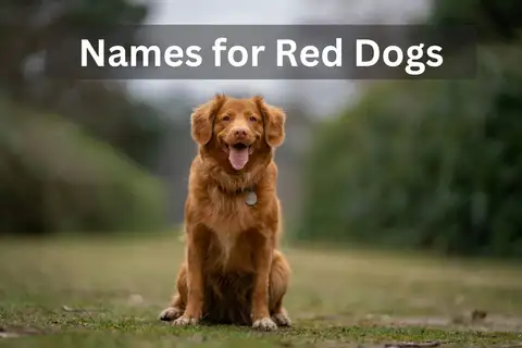 Red-coated dog sitting on a path with text overlay 'Names for Red Dogs'