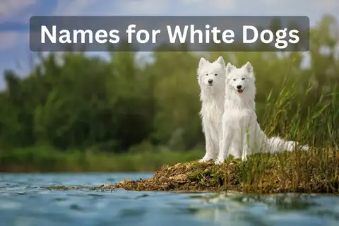 Two white Samoyed dogs near a lake with text overlay 'Names for White Dogs'