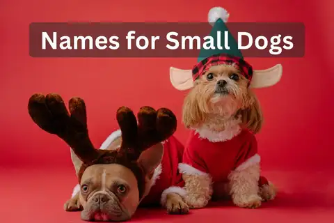 Small dogs in holiday costumes against a red background with text overlay 'Names for Small Dogs'