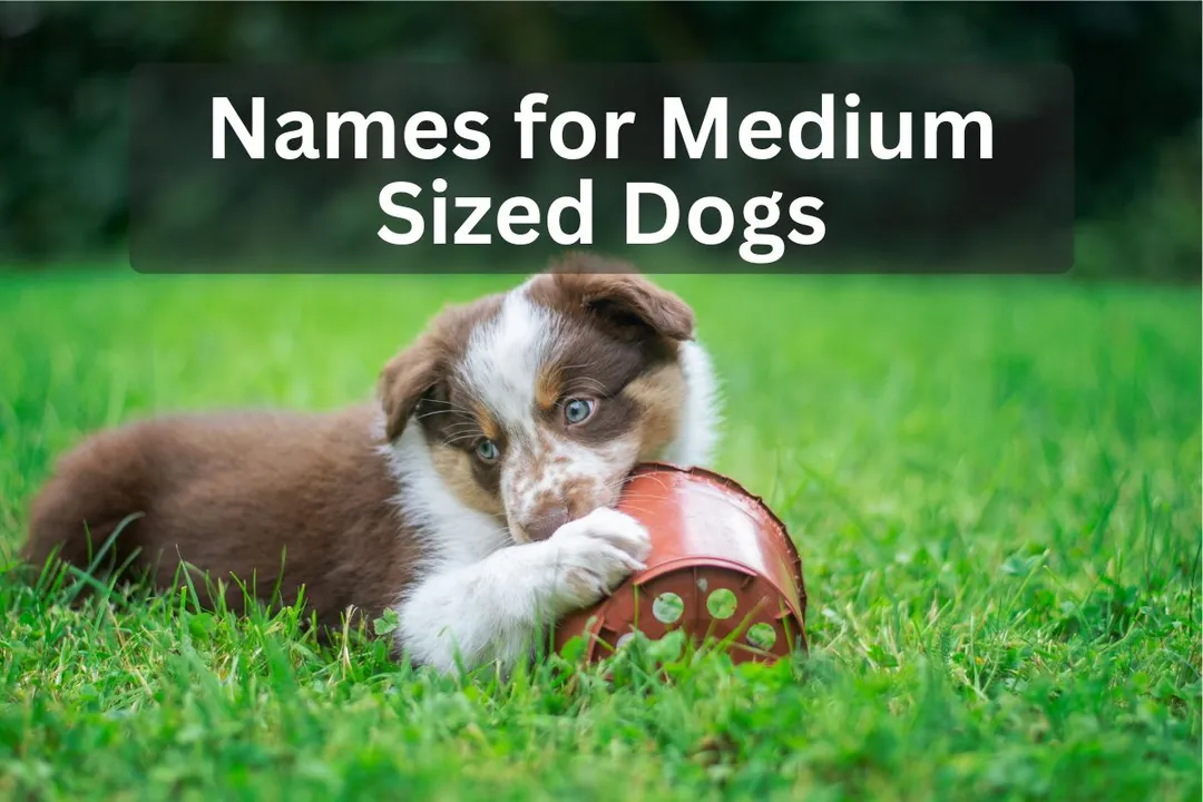 Medium breed puppy with a pot on grass with text overlay 'Names for Medium Sized Dogs'