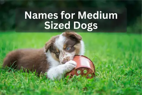 Medium breed puppy with a pot on grass with text overlay 'Names for Medium Sized Dogs'