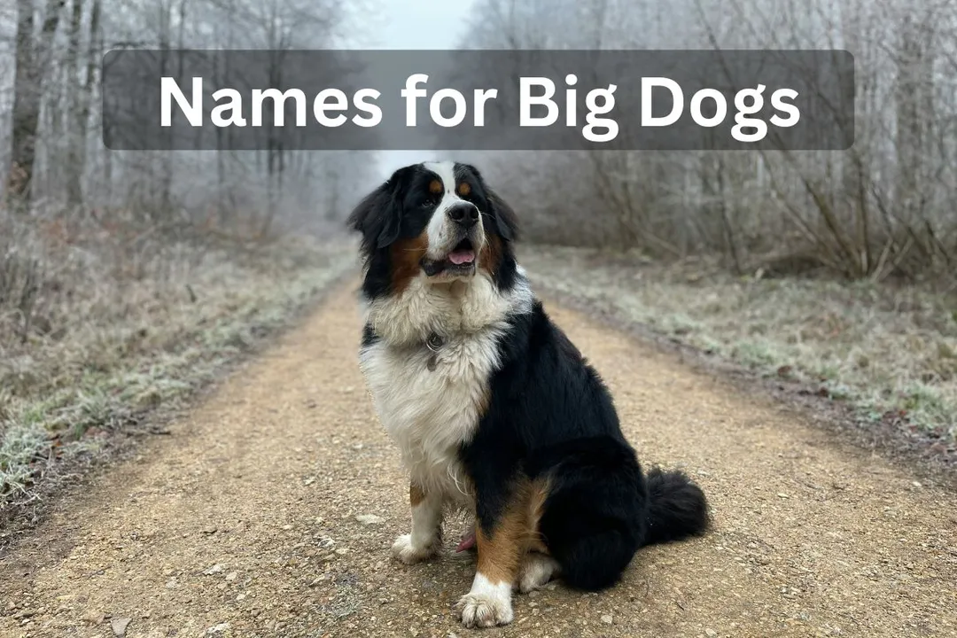 Large Bernese Mountain Dog sitting on a gravel path with text overlay 'Names for Big Dogs'