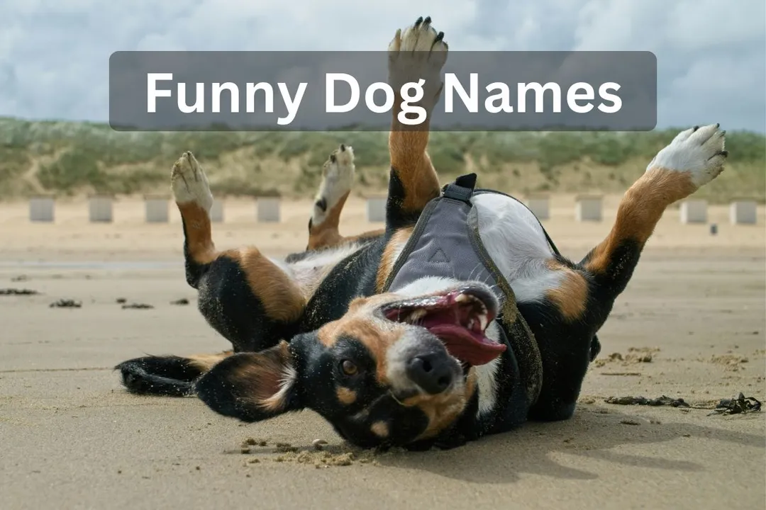 Dog lying on its back with legs in the air on a sandy beach, text overlay: "Funny Dog Names"