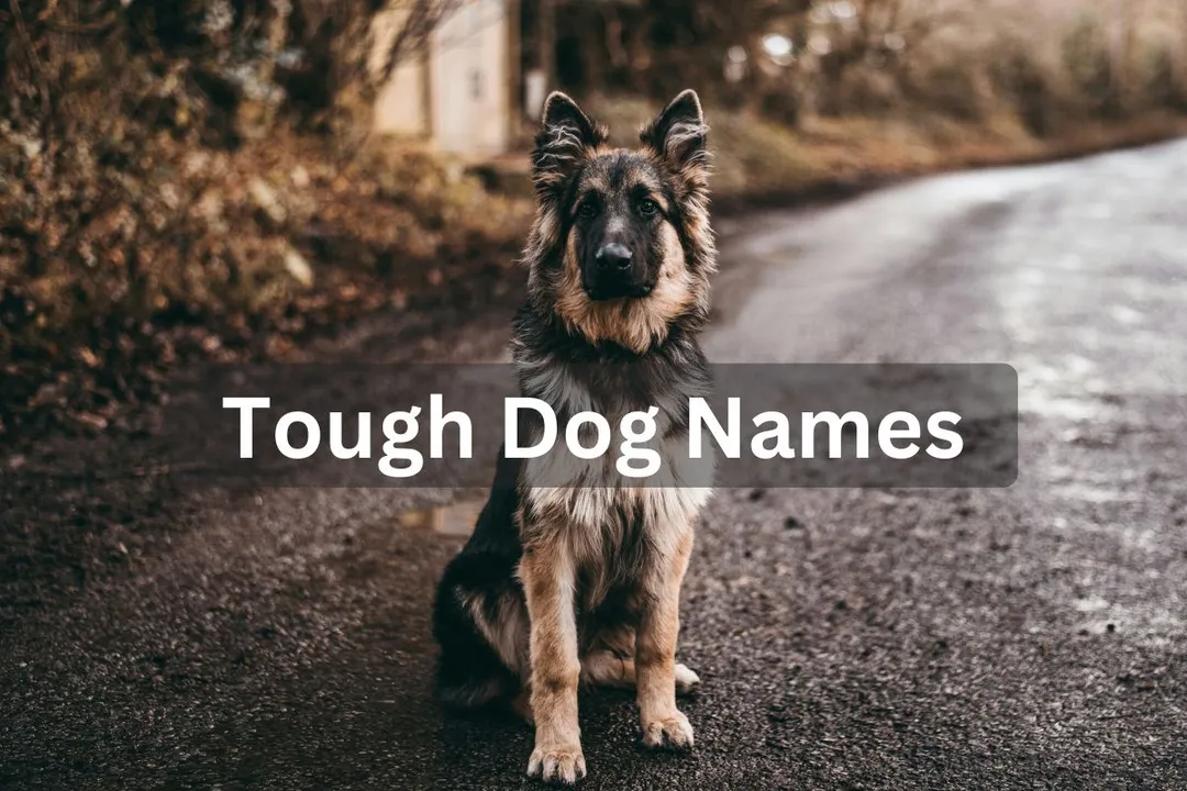 German Shepherd dog sitting on a wet road, text overlay: "Tough Dog Names"