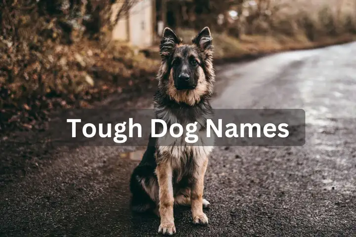 German Shepherd dog sitting on a wet road, text overlay: "Tough Dog Names"