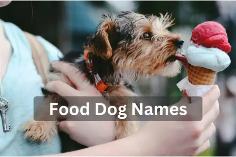 Small dog licking an ice cream cone held by a person, text overlay: "Food Dog Names"