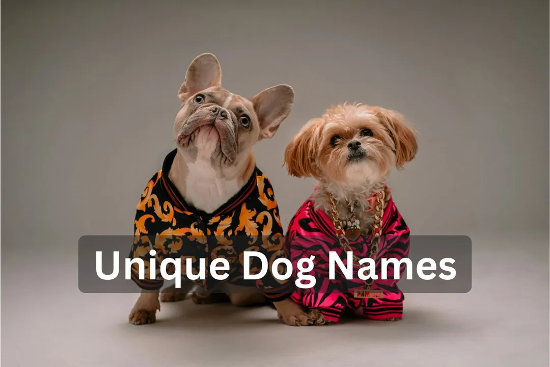 Two small dogs dressed in colorful clothing and jewelry, text overlay: "Unique Dog Names"