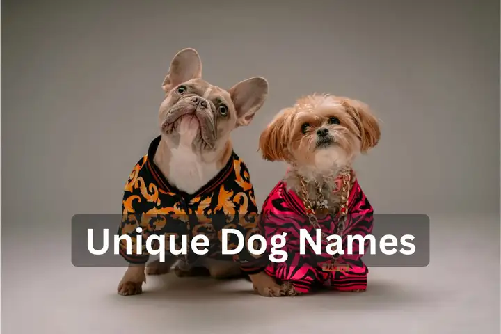 Two small dogs dressed in colorful clothing and jewelry, text overlay: "Unique Dog Names"