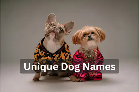 Two small dogs dressed in colorful clothing and jewelry, text overlay: "Unique Dog Names"