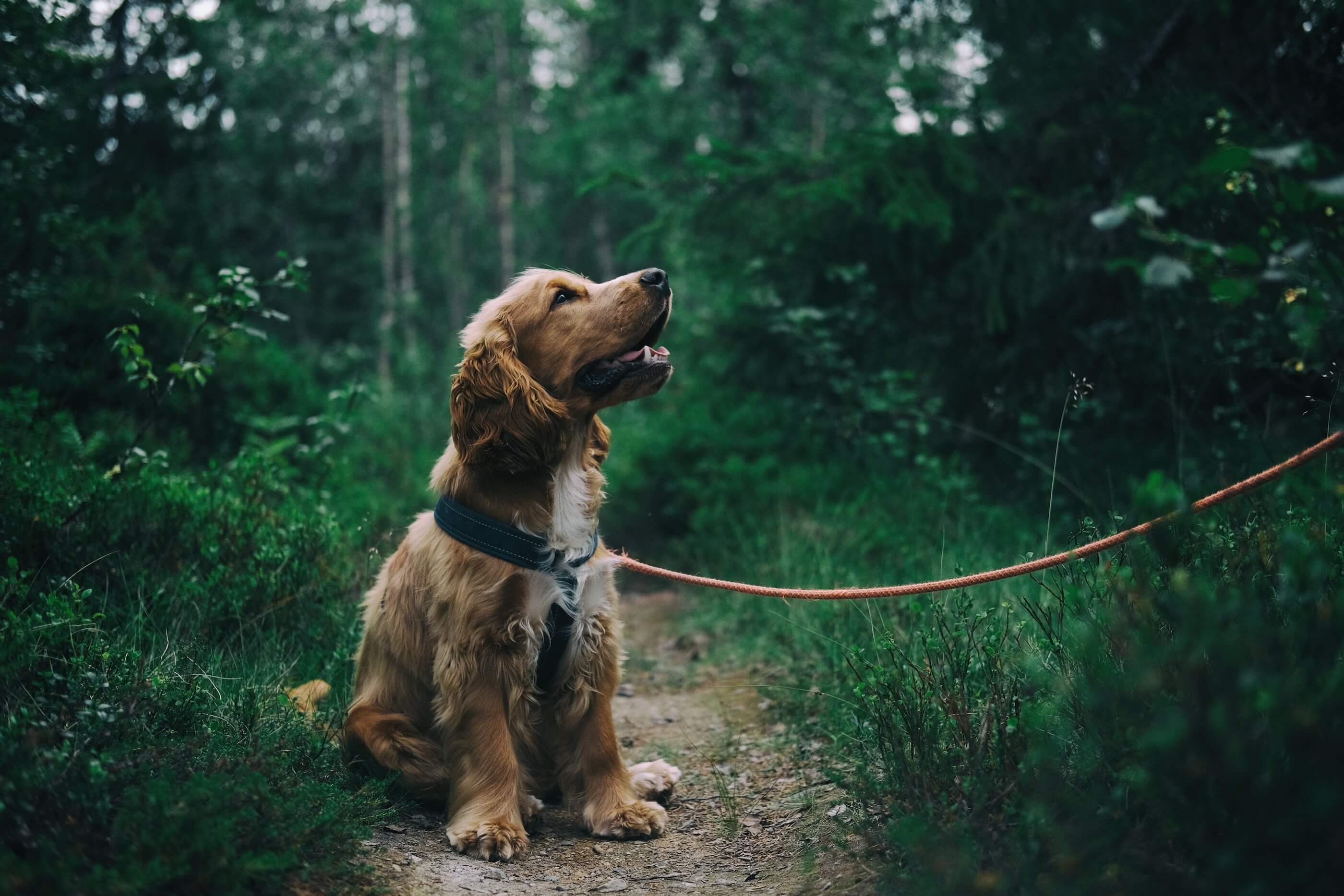 Cocker Spaniel Puppy Looking At The Owner After Hearing His Name