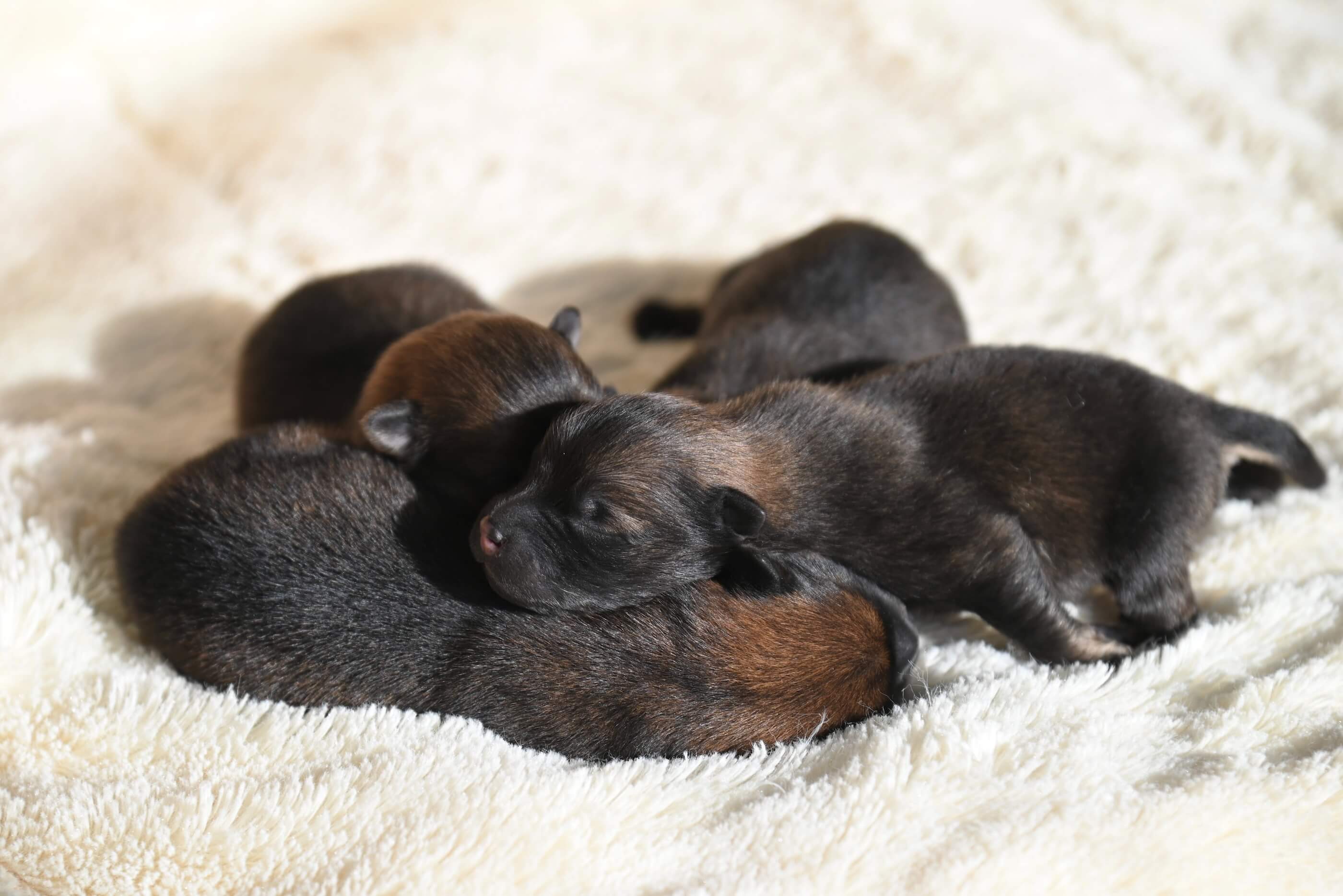 Young Puppies Sleeping on a Blanket