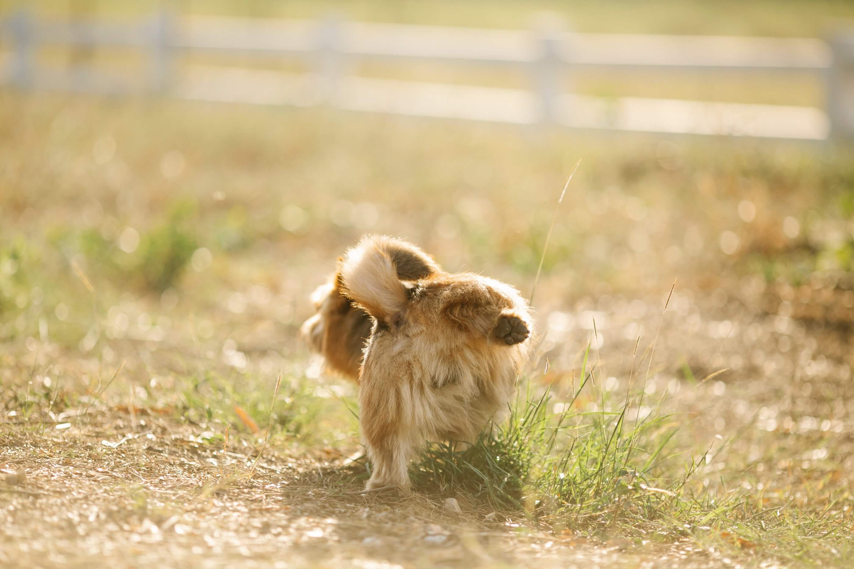 Fluffy Puppy Peeing on Grass