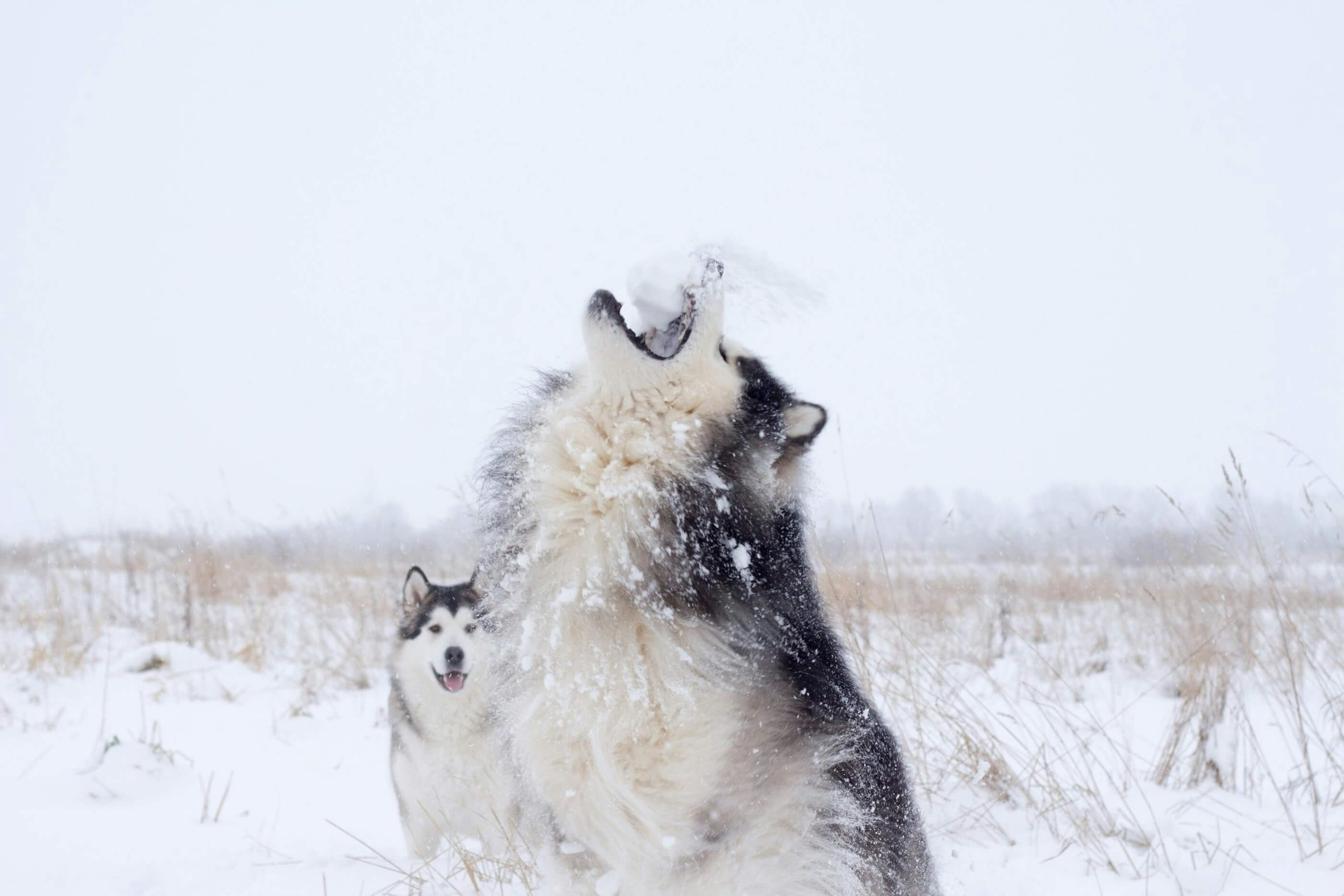 Siberian Husky Dog Howling on Snow Covered Ground
